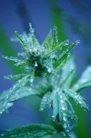 Утренняя роса