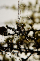 Дождь и паутина