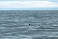 Чёрные чайки