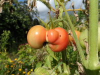 Сеньор-помидор