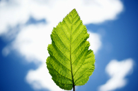 И лист последний...