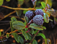 Сладкая ты моя...