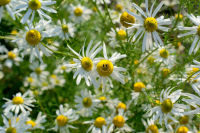 Солнечные смайлы