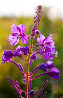 Хочу этот чай