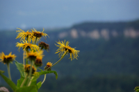 Кавказский одуванчик