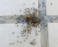 паук и муравьи