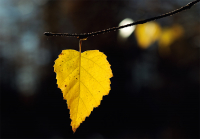 Облаченный душой в позолоту