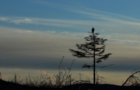 На своём месте