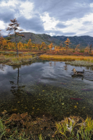 Серый и нерка