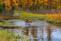 Поймал-таки!