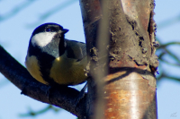 Еще один птыц