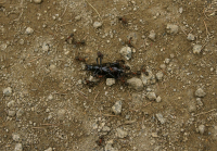 Он был не из нашего муравейника