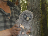 наши пернатые...