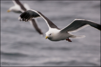 Шныряя взглядом по волнам...