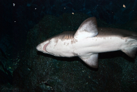 Челюсти вид снизу