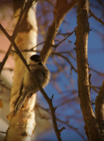 Какой-то Птиц