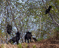Вороньи развлечения