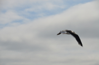 Чайка - Джонатан Ливингстон