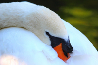 Белый лебедь