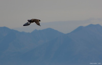 Сокол и 1/4 чайки