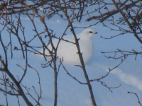 Белоснежка