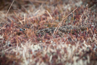 ..маскировка