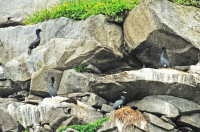 птичье общежитие