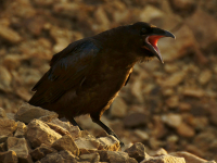 Хохот Ворона