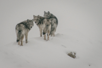не зови волков
