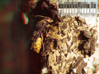 Стерео-анаглиф