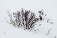 а зайцев тут не видел?