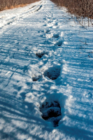 ...там леший бродит