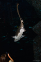 фотосессия