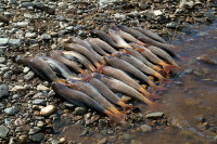 Рыбалка на реке Туромча