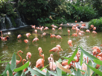 Розовые фламинго