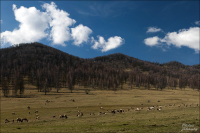 В маралопитомнике