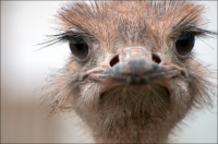 Репортаж со Страусиного ранчо