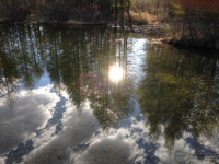 Лес п. Палатка