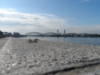 Вантовый мост