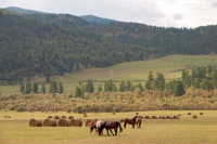 Алтайский альбом