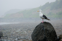 мокрый чайк