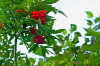 рябиновое настроение