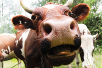 Ща поцелюлю