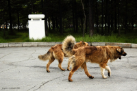 одна сатана