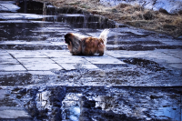 Танки грязи не боятся