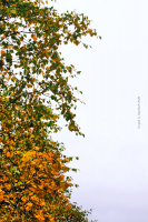 Осенний инь-янь