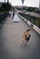 Сбежавшая от невесты