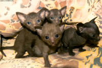 инопланетяне