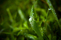 Капли дождя