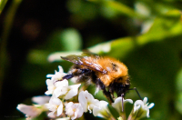 Мохнатый шель